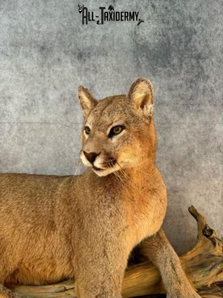 Full Body Cougar Taxidermy Mount SKU 2802 - Image 3