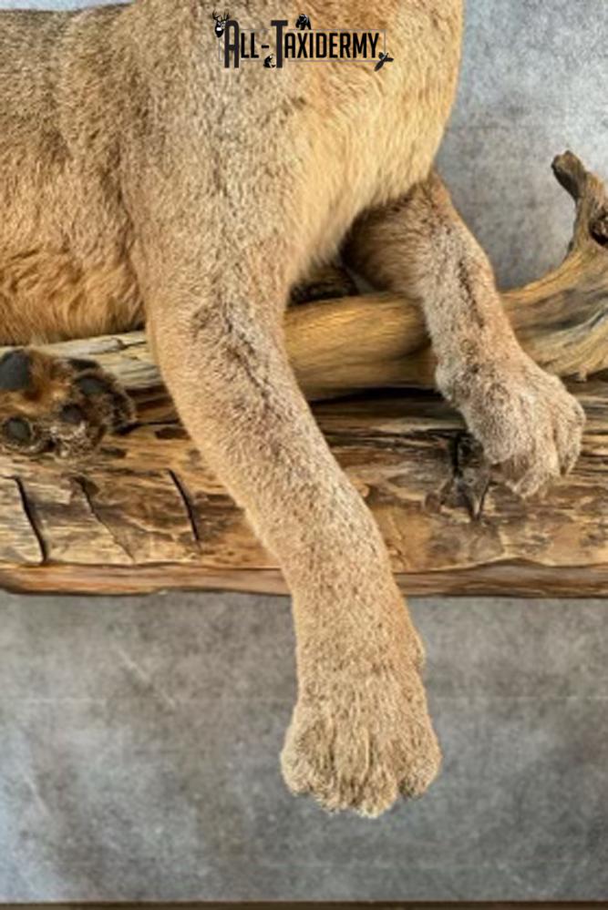 Full Body Cougar Taxidermy Mount SKU 2802 - Image 2