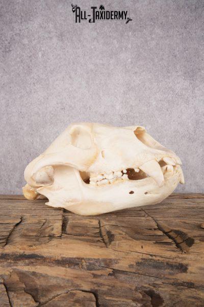 Black Bear Skull SKU 2867