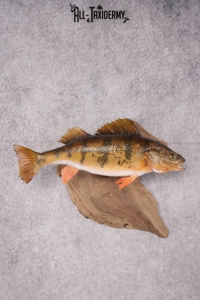 Yellow Perch on Cedar Driftwood