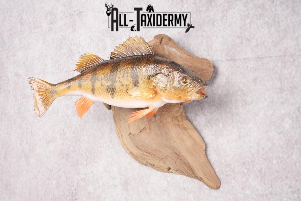 Yellow Perch Taxidermy on Driftwood SKU 2831 - Image 4