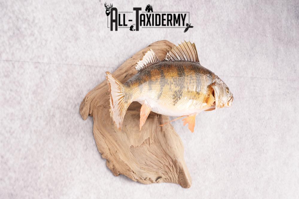 Yellow Perch Taxidermy on Driftwood SKU 2831 - Image 3