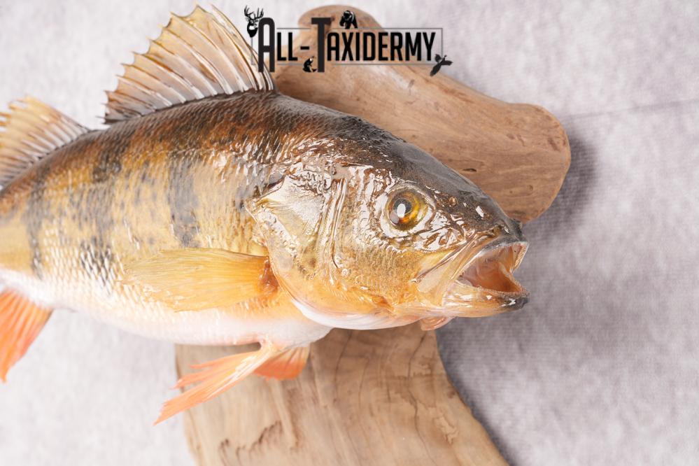 Yellow Perch Taxidermy on Driftwood SKU 2831 - Image 2