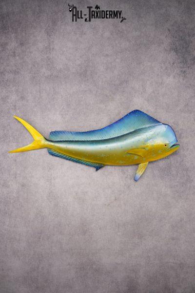 Reproduction Mahi Mahi Taxidermy Fish SKU 2876