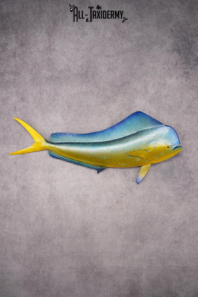 Reproduction Mahi Mahi Taxidermy Fish SKU 2876