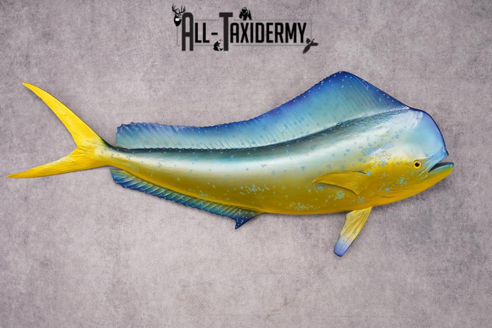 Reproduction Mahi Mahi Taxidermy Fish SKU 2876 - Image 7