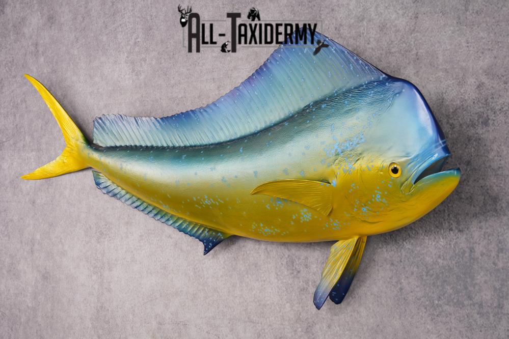 Reproduction Mahi Mahi Taxidermy Fish SKU 2876 - Image 6