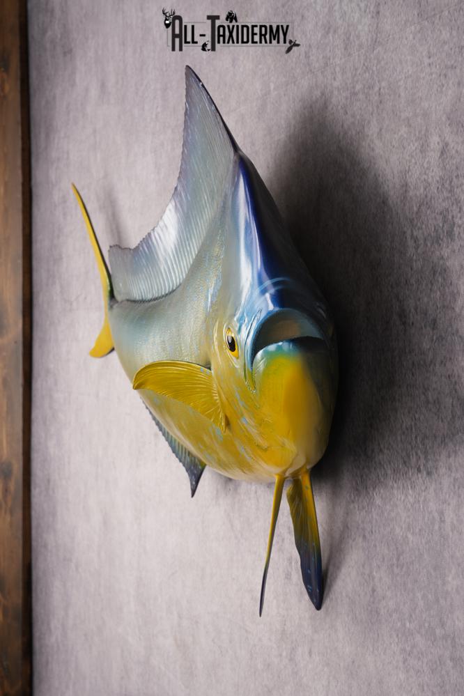 Reproduction Mahi Mahi Taxidermy Fish SKU 2876 - Image 5