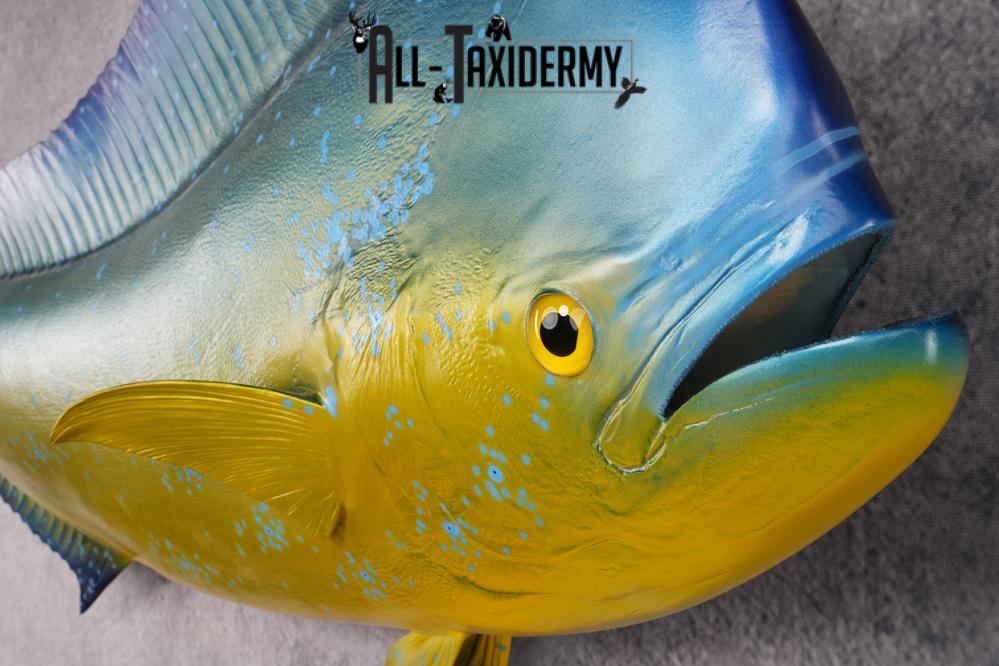 Reproduction Mahi Mahi Taxidermy Fish SKU 2876 - Image 3