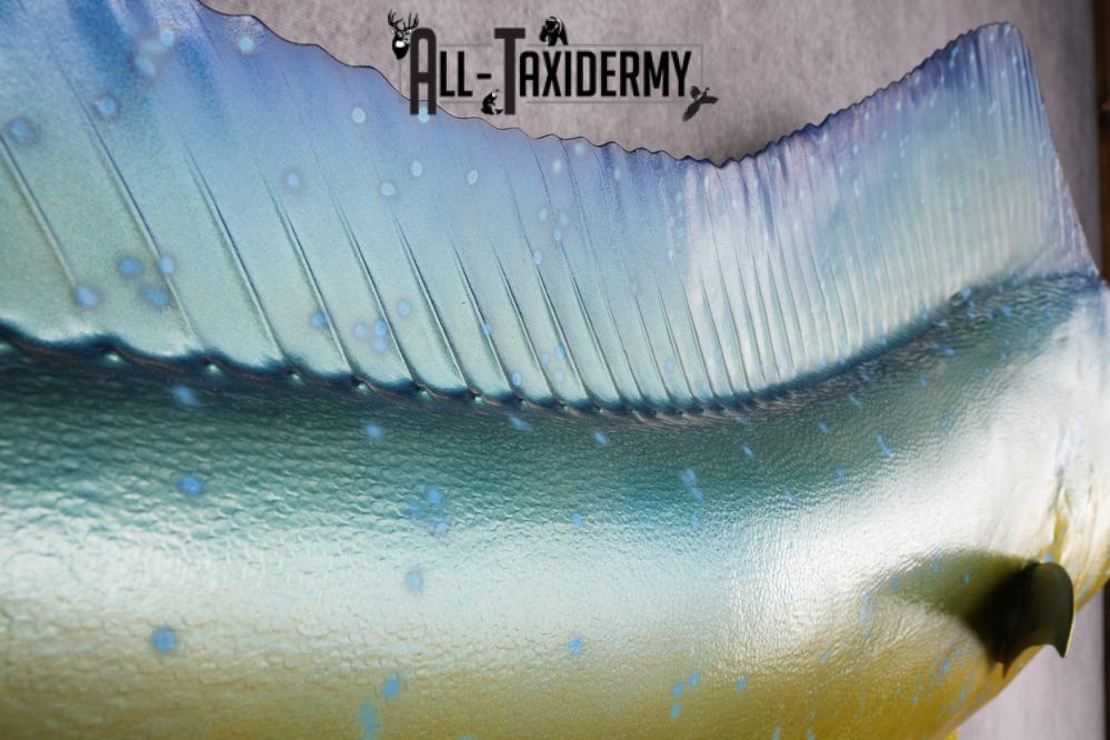 Reproduction Mahi Mahi Taxidermy Fish SKU 2876 - Image 2