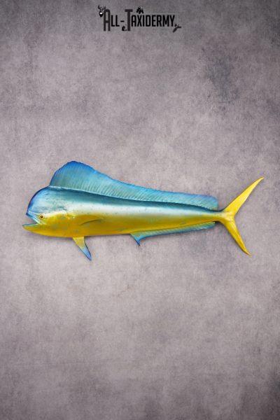 Mahi Mahi Reproduction Fish SKU 2875