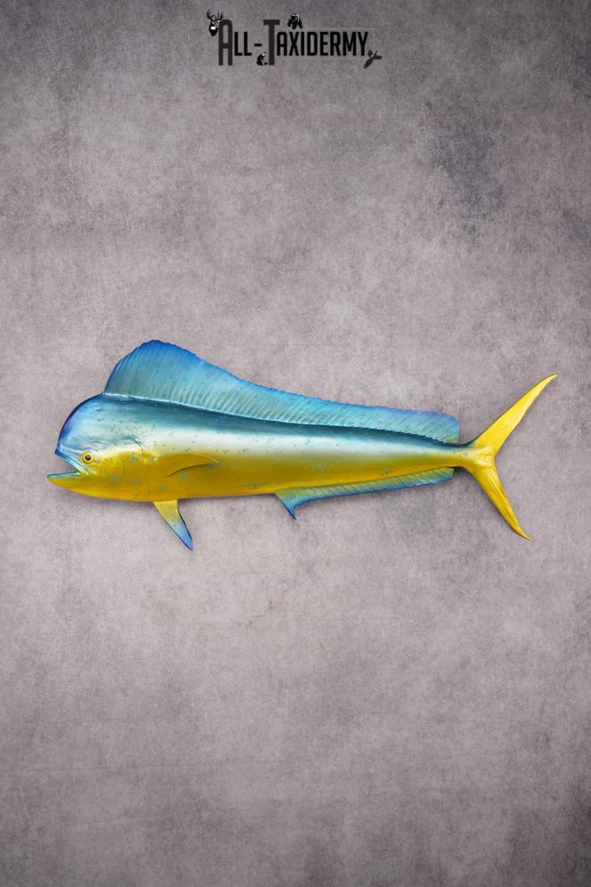 Mahi Mahi Reproduction Fish SKU 2875