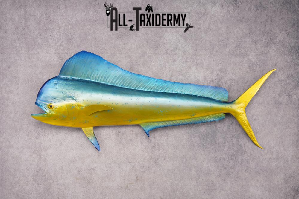 Mahi Mahi Reproduction Fish SKU 2875 - Image 5