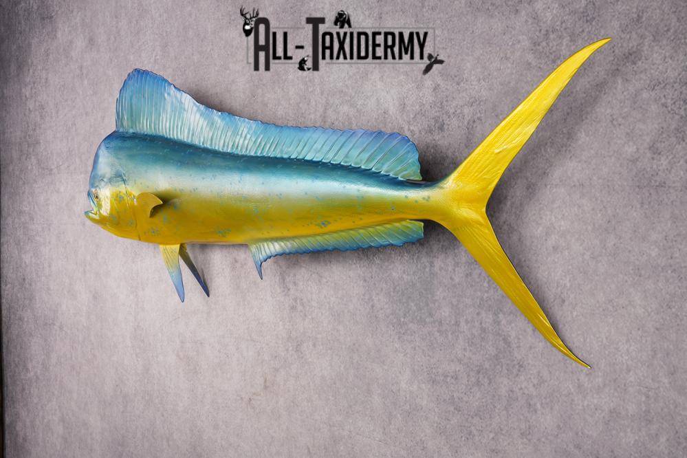 Mahi Mahi Reproduction Fish SKU 2875 - Image 4