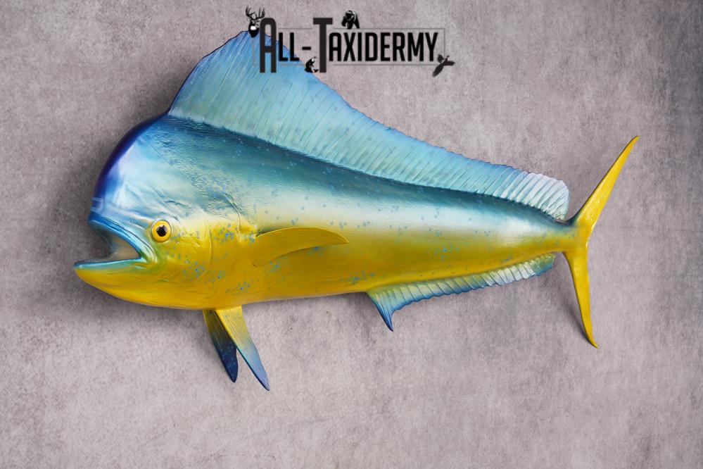 Mahi Mahi Reproduction Fish SKU 2875 - Image 3