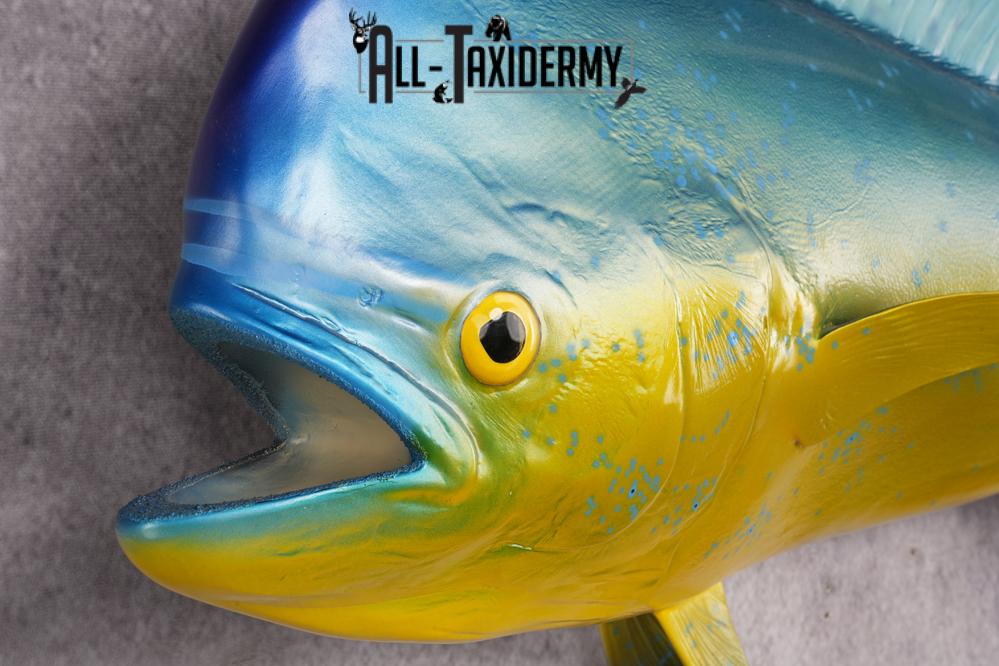 Mahi Mahi Reproduction Fish SKU 2875 - Image 2