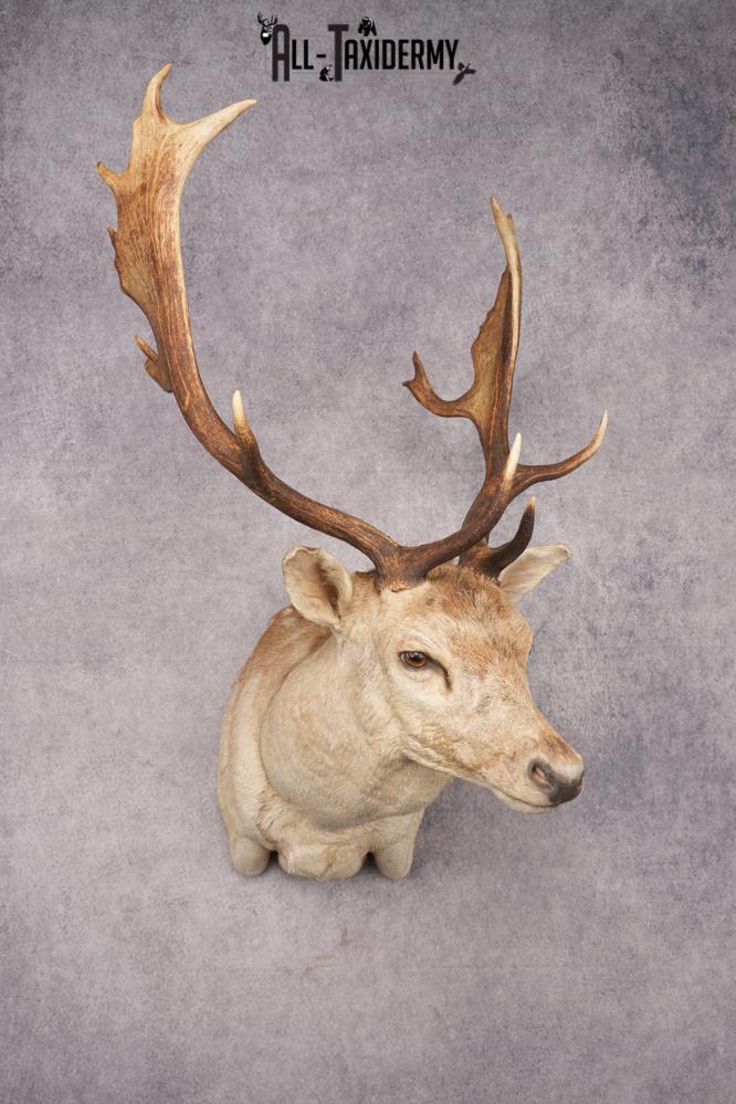 Fallow Deer Shoulder Mount SKU 2852