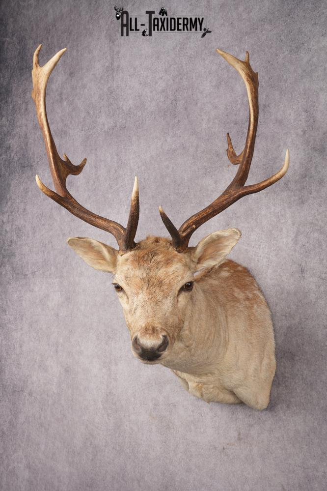 Fallow Deer Shoulder Mount SKU 2852 - Image 5