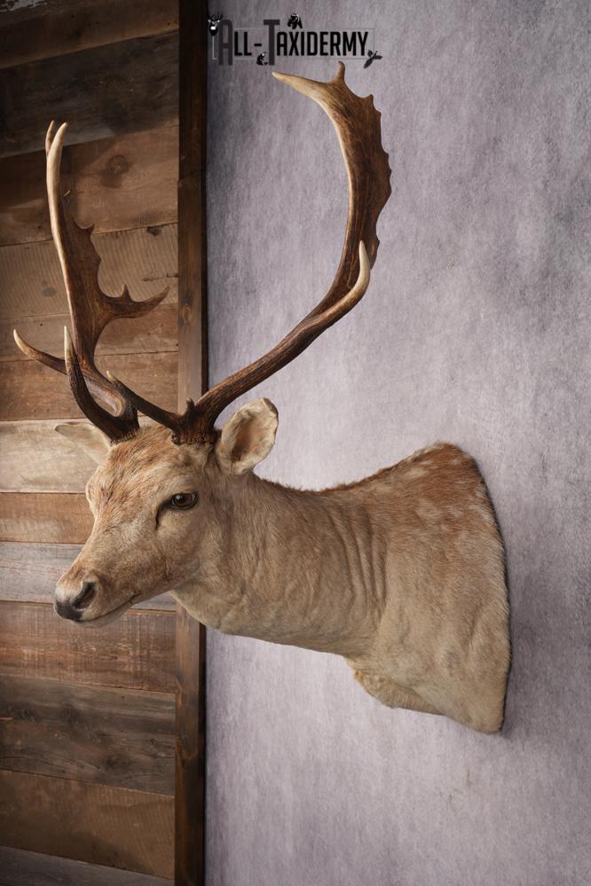 Fallow Deer Shoulder Mount SKU 2852 - Image 4