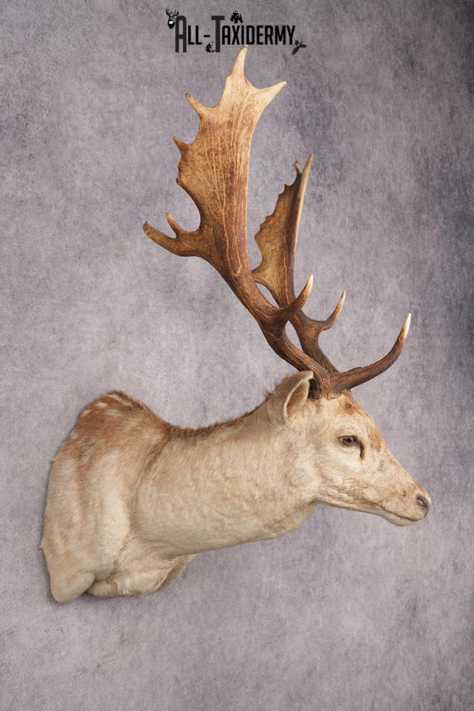 Fallow Deer Shoulder Mount SKU 2852 - Image 3