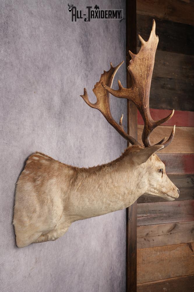 Fallow Deer Shoulder Mount SKU 2852 - Image 2