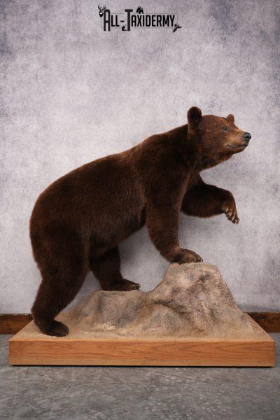 Chocolate Black Bear Taxidermy mount SKU 2895