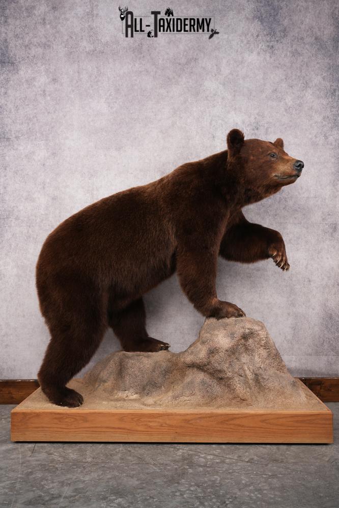 Chocolate Black Bear Taxidermy mount SKU 2895