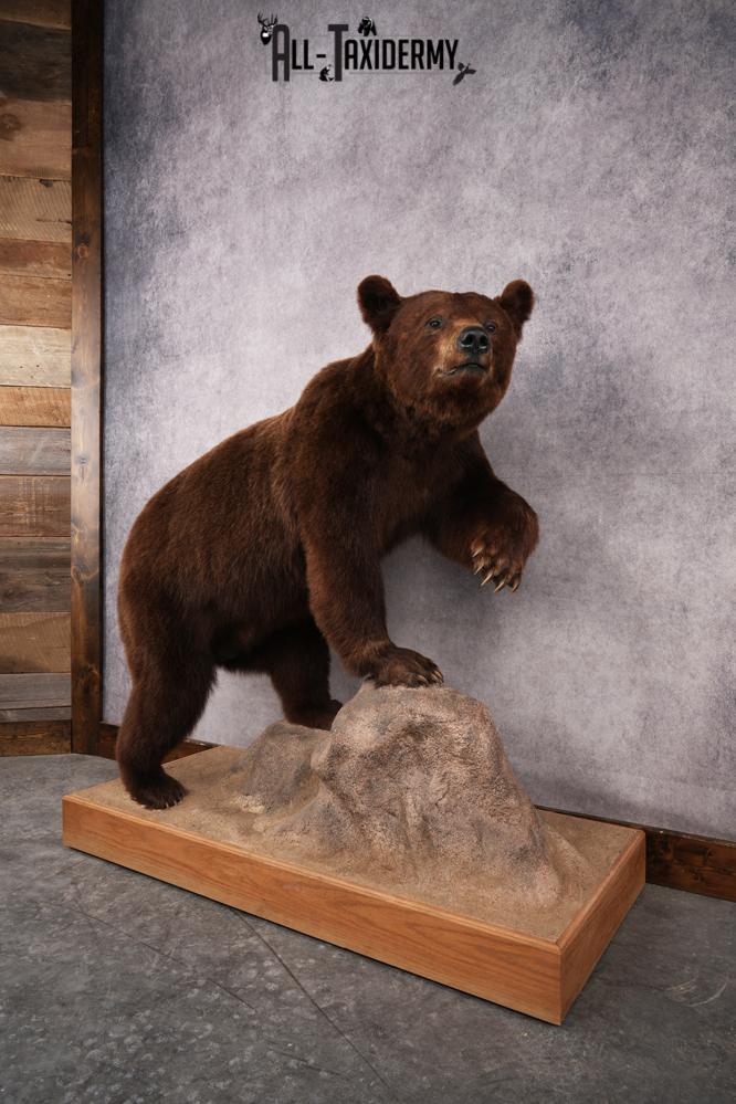 Chocolate Black Bear