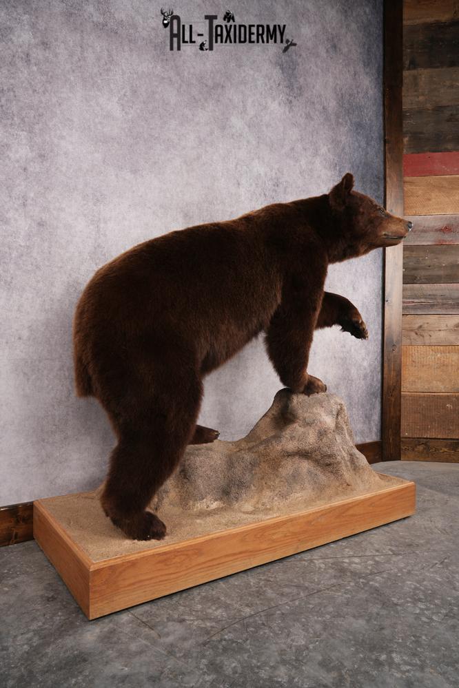 Chocolate Black Bear Taxidermy mount SKU 2895 - Image 11