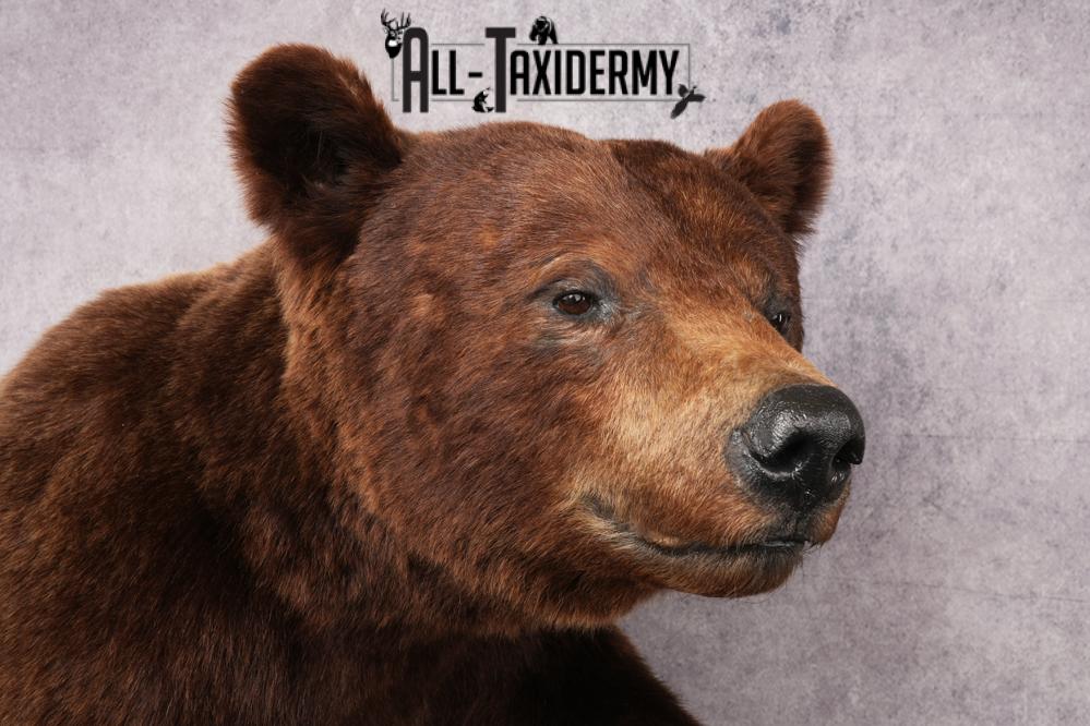 Chocolate Black Bear Taxidermy mount SKU 2895 - Image 10