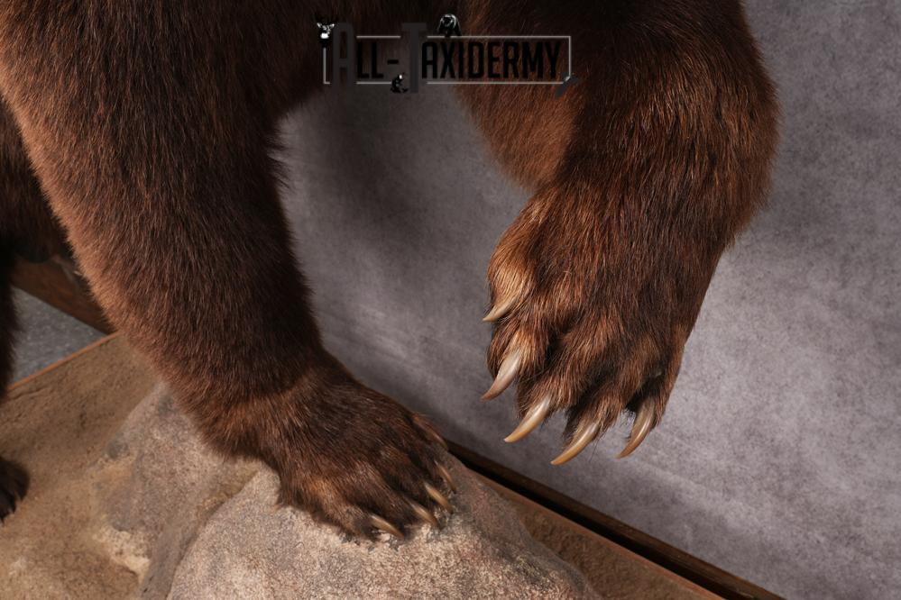 Chocolate Black Bear Taxidermy mount SKU 2895 - Image 9