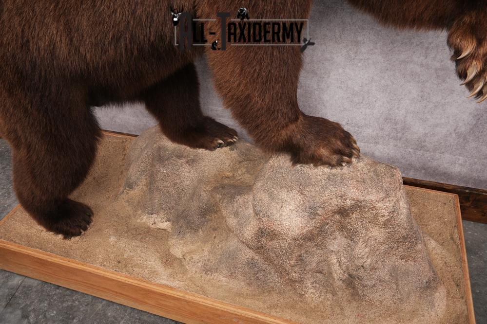 Chocolate Black Bear Taxidermy mount SKU 2895 - Image 8