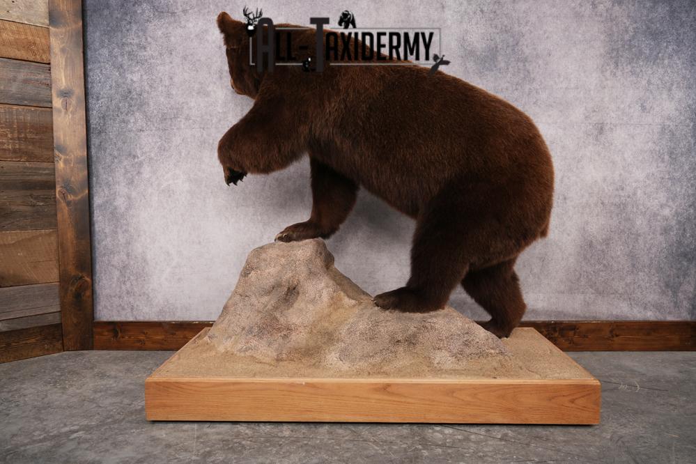 Chocolate Black Bear Taxidermy mount SKU 2895 - Image 7