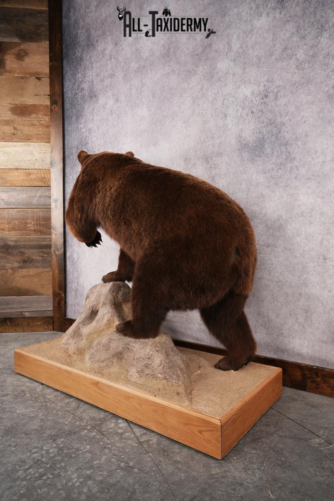 Chocolate Black Bear Taxidermy mount SKU 2895 - Image 6