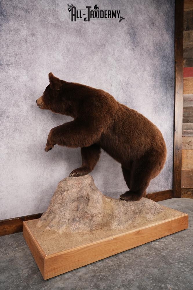 Chocolate Black Bear Taxidermy mount SKU 2895 - Image 5