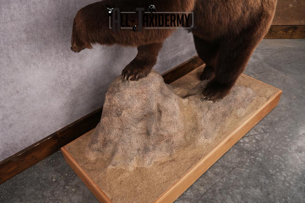 Chocolate Black Bear Taxidermy mount SKU 2895 - Image 4