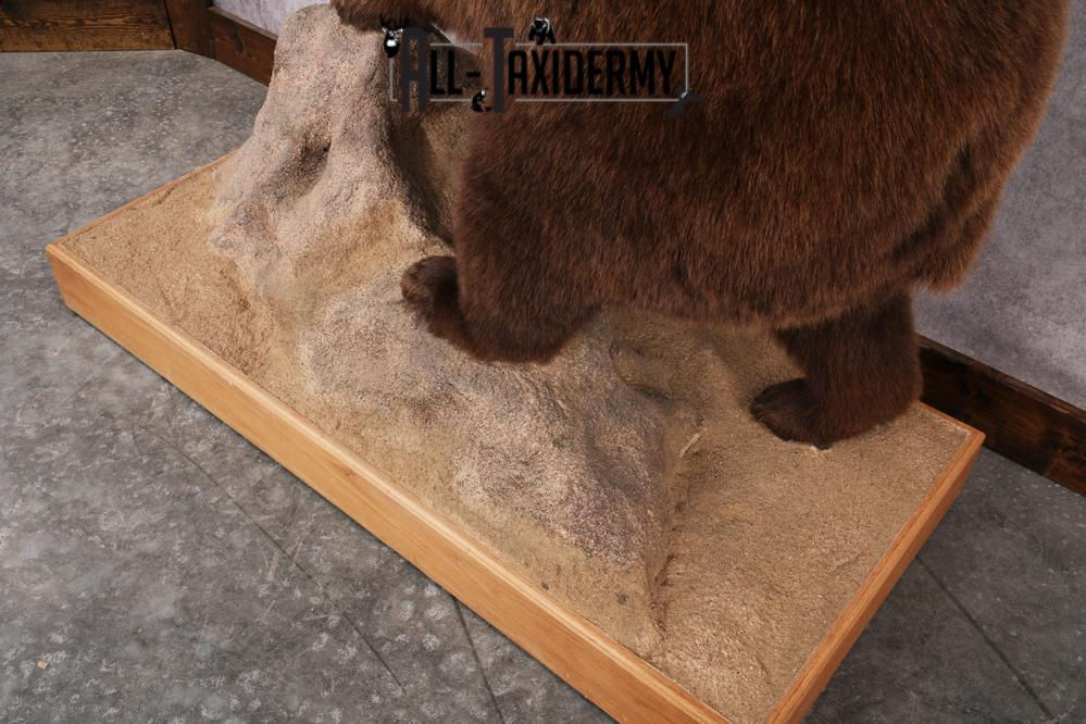 Chocolate Black Bear Taxidermy mount SKU 2895 - Image 3