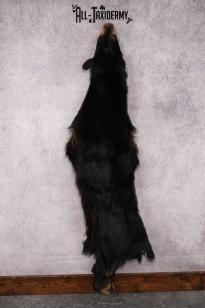 Black Bear Hide SKU 2829