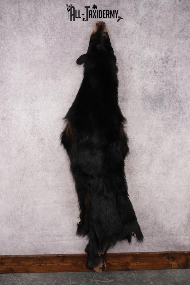 Black Bear Hide SKU 2829