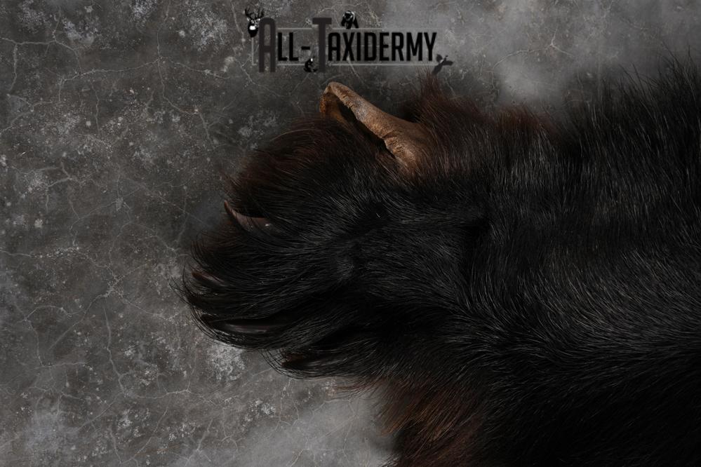 Black Bear Hide SKU 2829 - Image 6