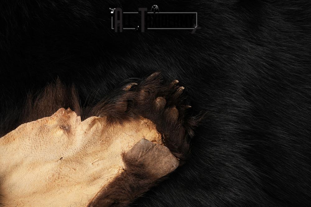 Black Bear Hide SKU 2829 - Image 4