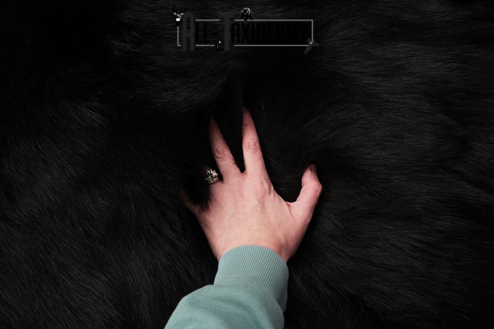 Black Bear Hide SKU 2829 - Image 3