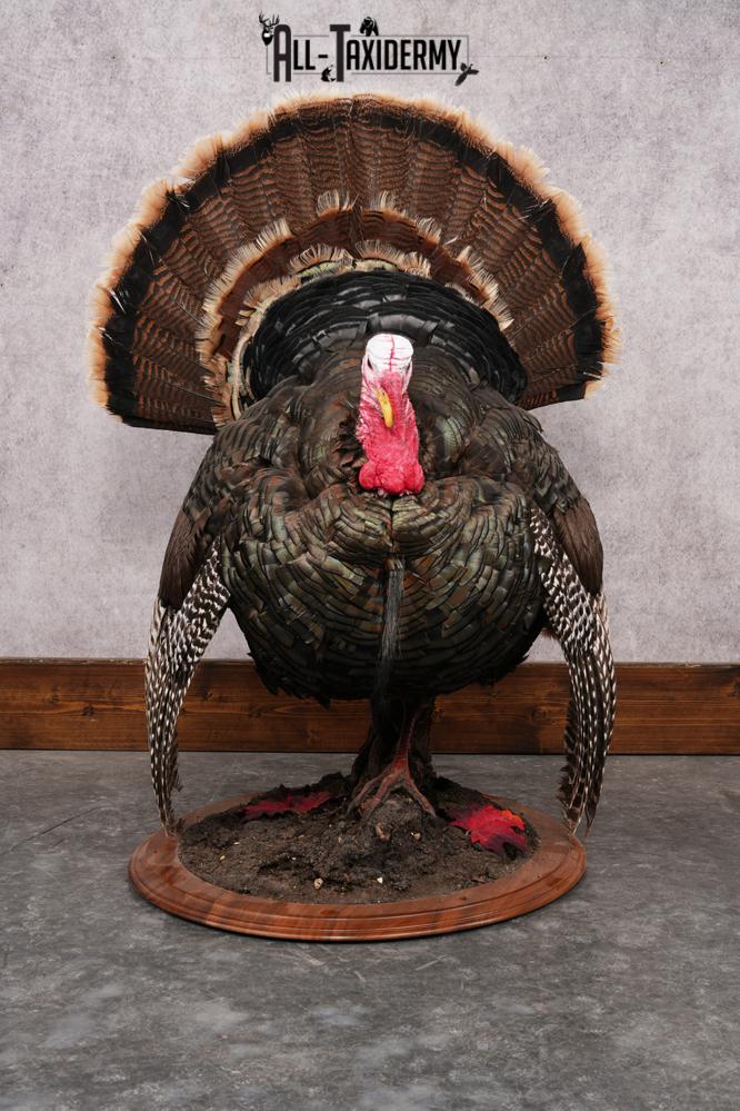 Merriam Turkey Mount SKU 2891 - Image 10