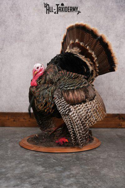 Merriam Turkey Mount SKU 2891