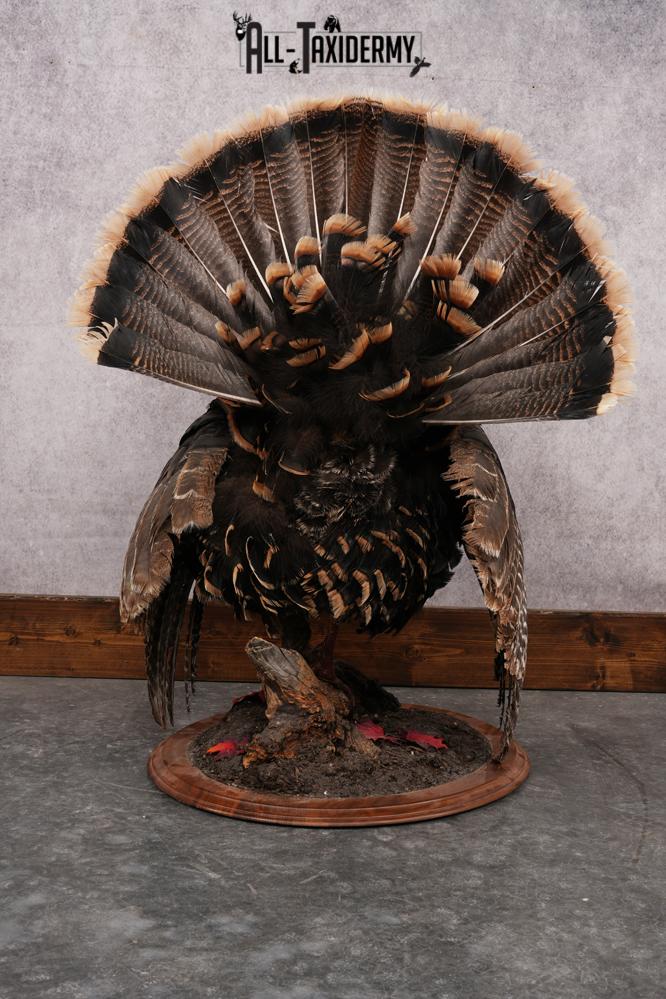Merriam Turkey Mount SKU 2891 - Image 8