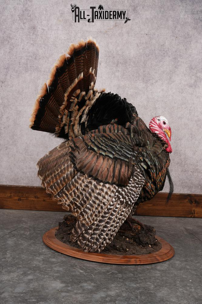 Merriam Turkey Mount SKU 2891 - Image 7