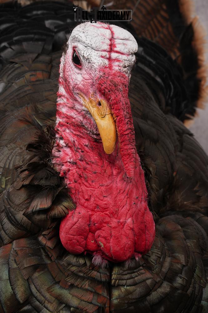 Merriam Turkey Mount SKU 2891 - Image 6