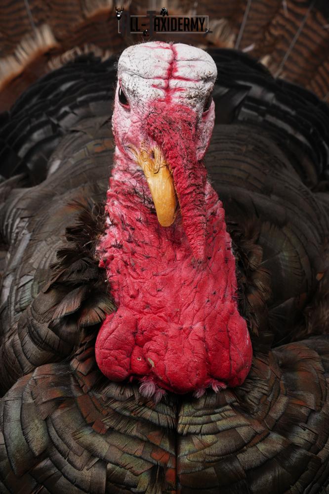 Merriam Turkey Mount SKU 2891 - Image 5