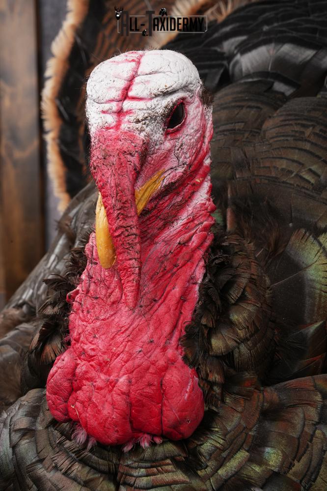 Merriam Turkey Mount SKU 2891 - Image 4