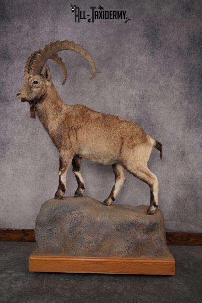 Altai Siberian Ibex SKU 2909